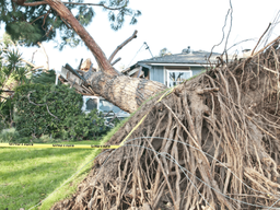 fallen tree with large root ball on top of house