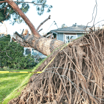 large tree with big roots fallen on residential home after storm