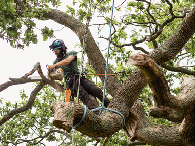 worker in helmet braced to large tree using chainsaw to trim branch
