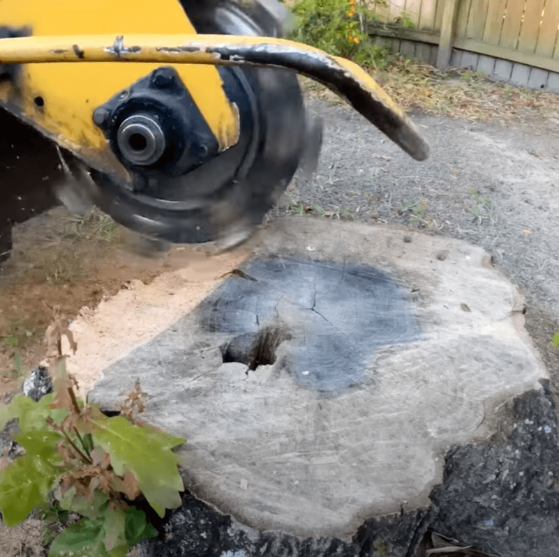 close up stump grinding blade and stump