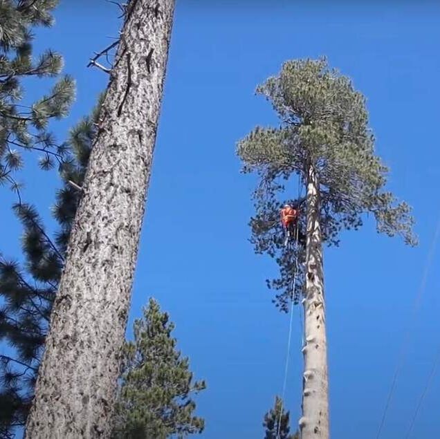 man high up in tree for trimming