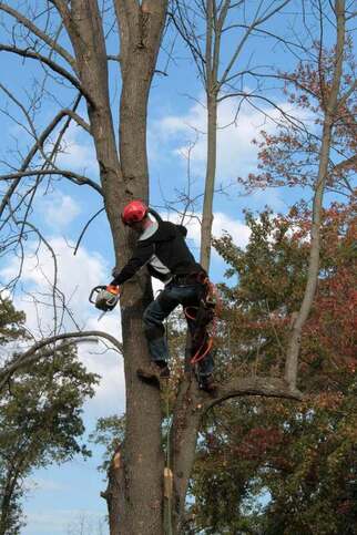 worker scaling tree with chainsaw to remove branches