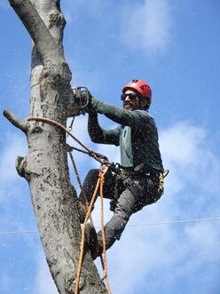 worker braced high up on tree using chainsaw