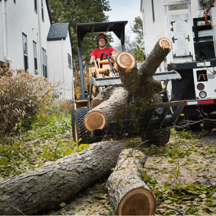 tree service worker on tractor removes cut down tree