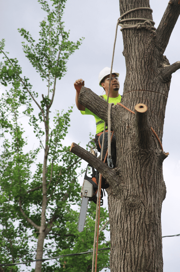 tree service worker climbing tree with chainsaw